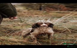 English Springer Spaniel dogs for sale: 6 gorgeous KC reg ESS puppies  - Image 10