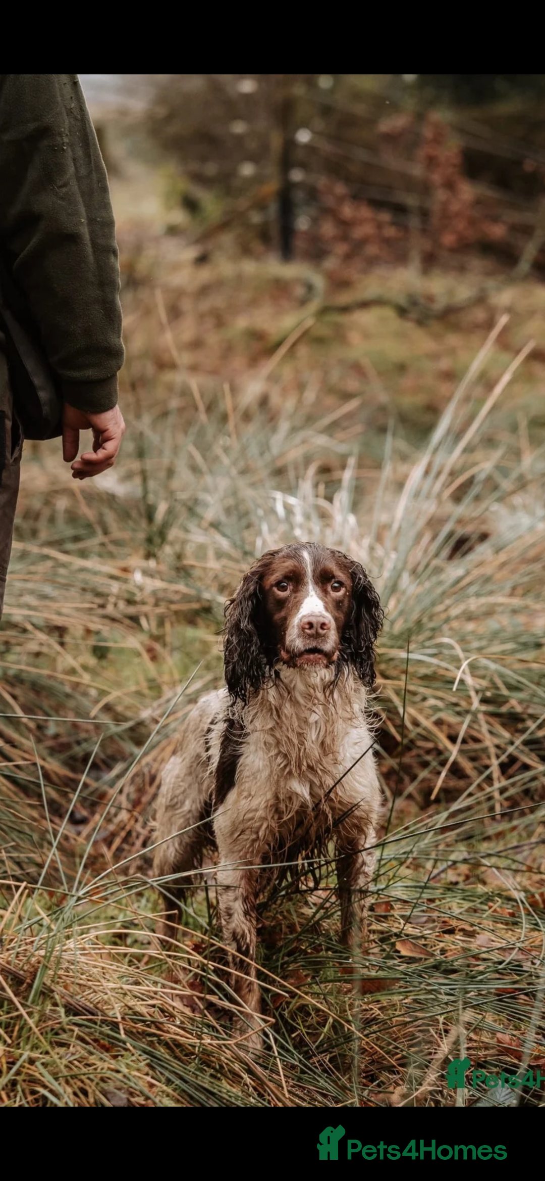 English Springer Spaniel dogs for sale: 6 gorgeous KC reg ESS puppies  - Image 10