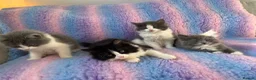 Mixed Breed cats for sale: Ragdoll cross tuxedo kittens for sale in Manchester - Advert 5