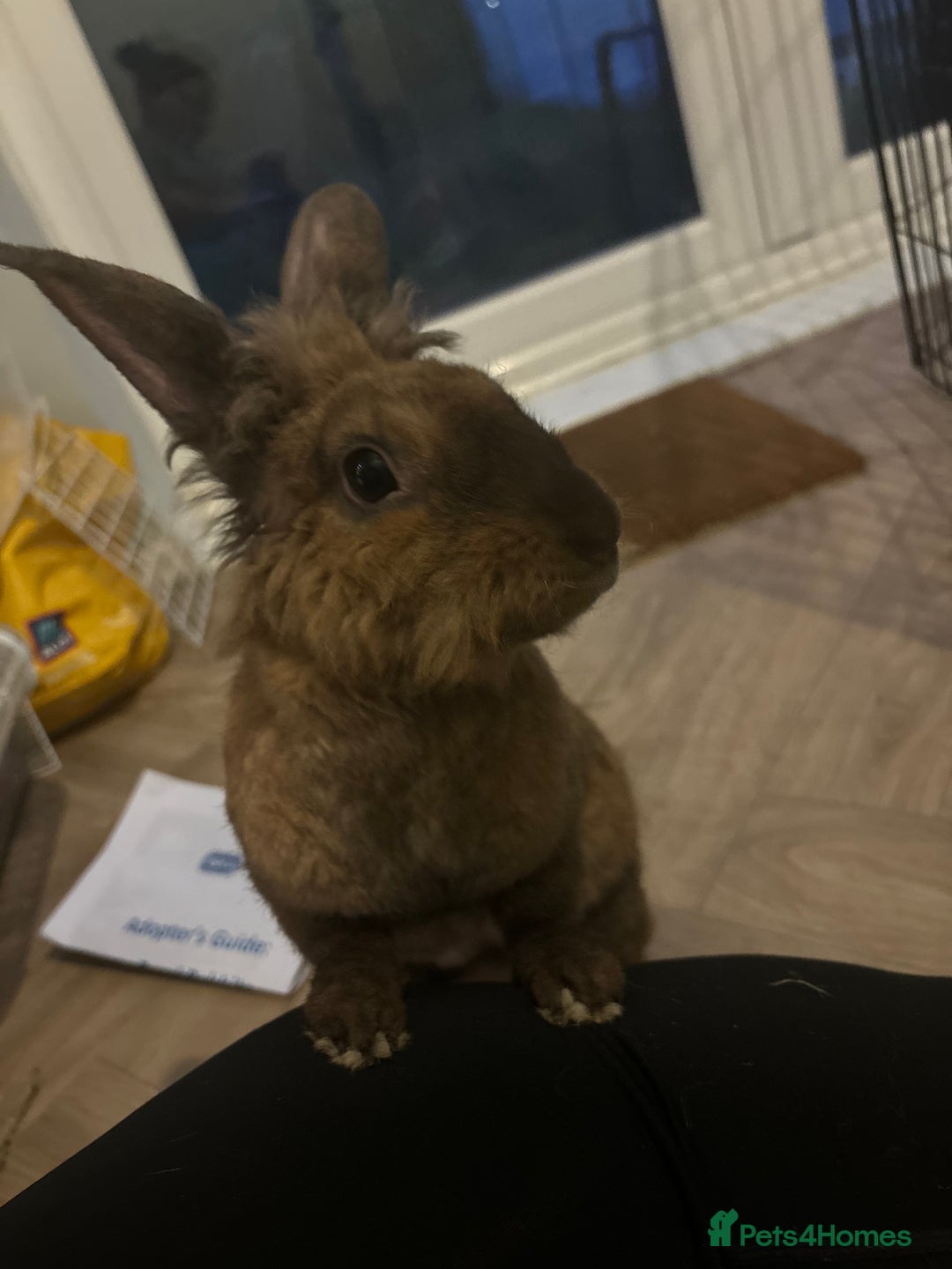 Mixed Breed rabbits for sale: 3Yr old Male & Female Rabbits - Advert 15
