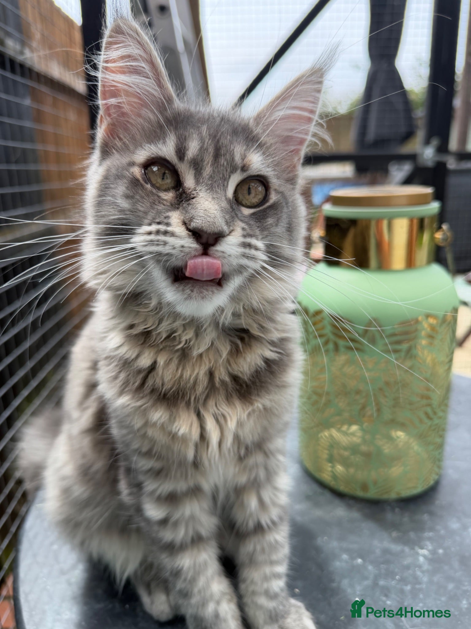 Maine Coon cats TICA Registered Maine Coon Kittens - Advert 2