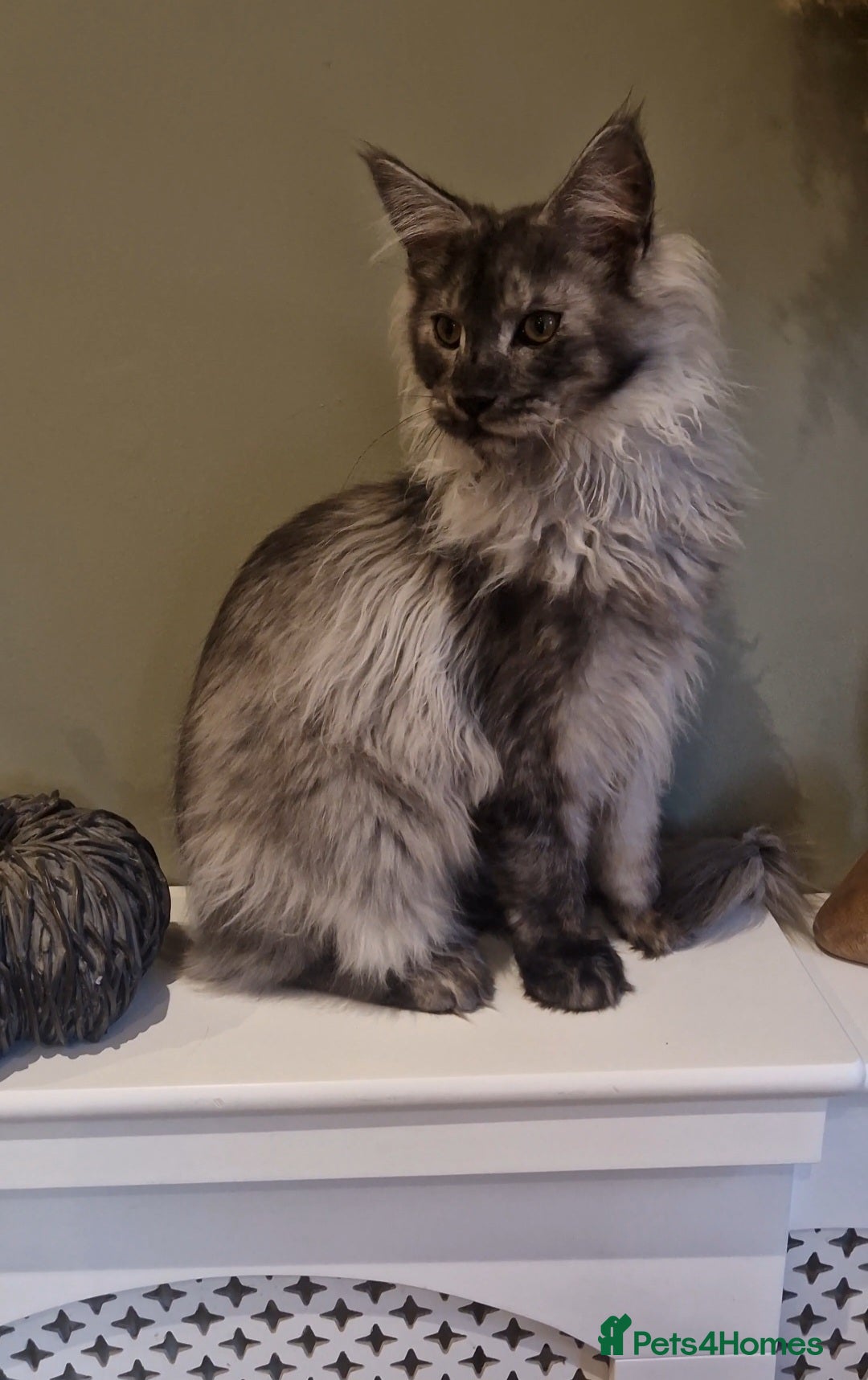 Maine Coon cats Black smoke maine coon (high smoke - Advert 9