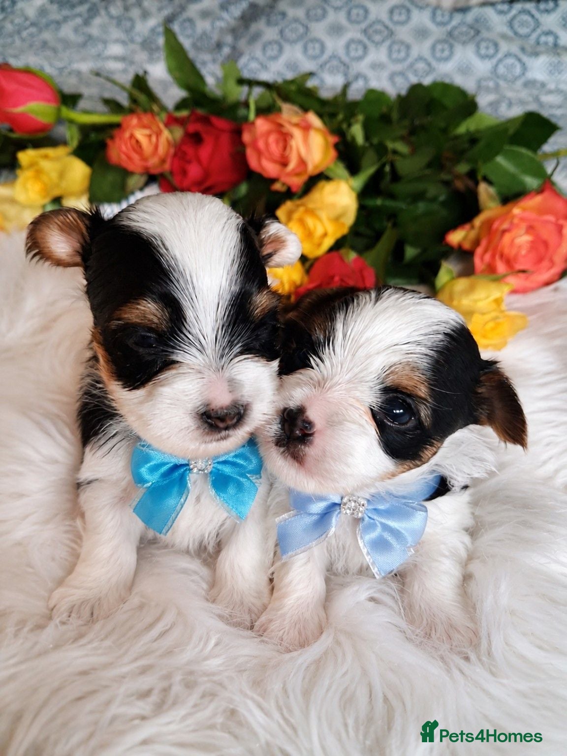 Biewer Terrier dogs 2 amaizing boys Amorek&Armani - Advert 2