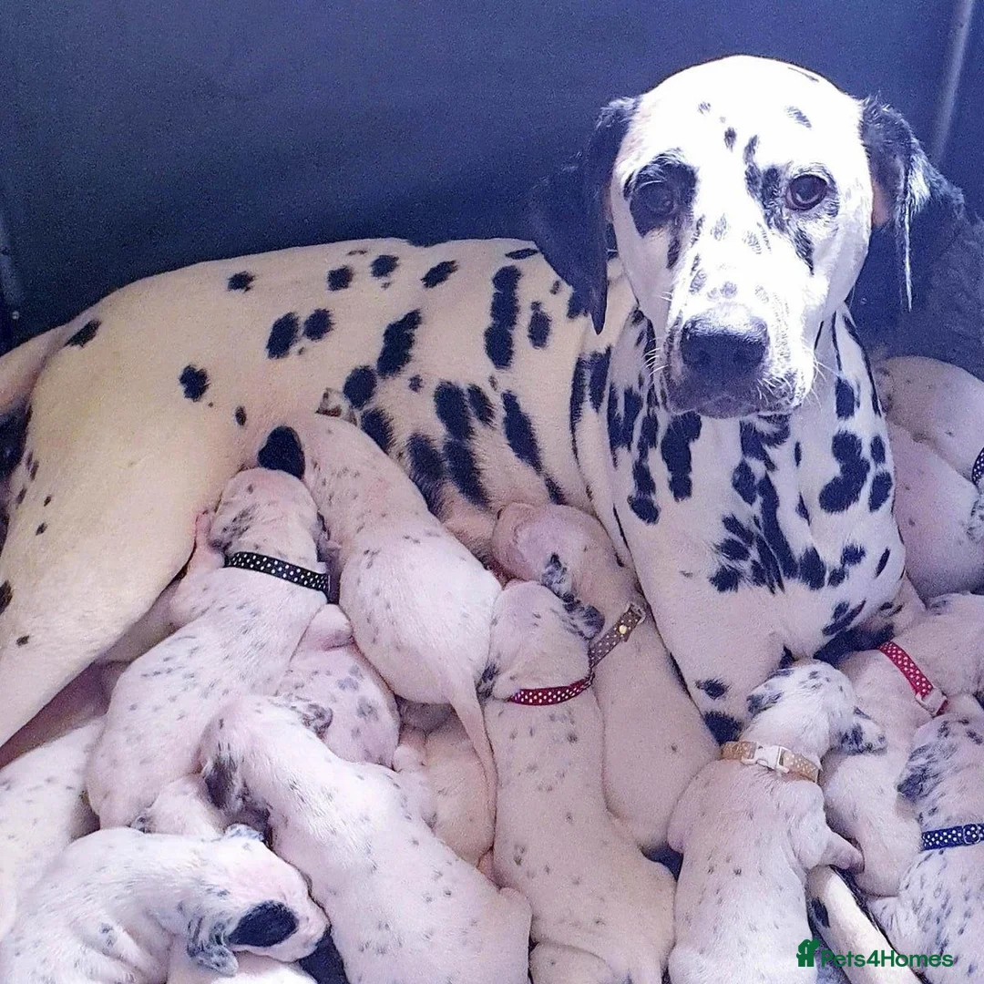 Dalmatian dogs for sale: Beautiful 8MonthOld Female Dalmatian - Advert 2