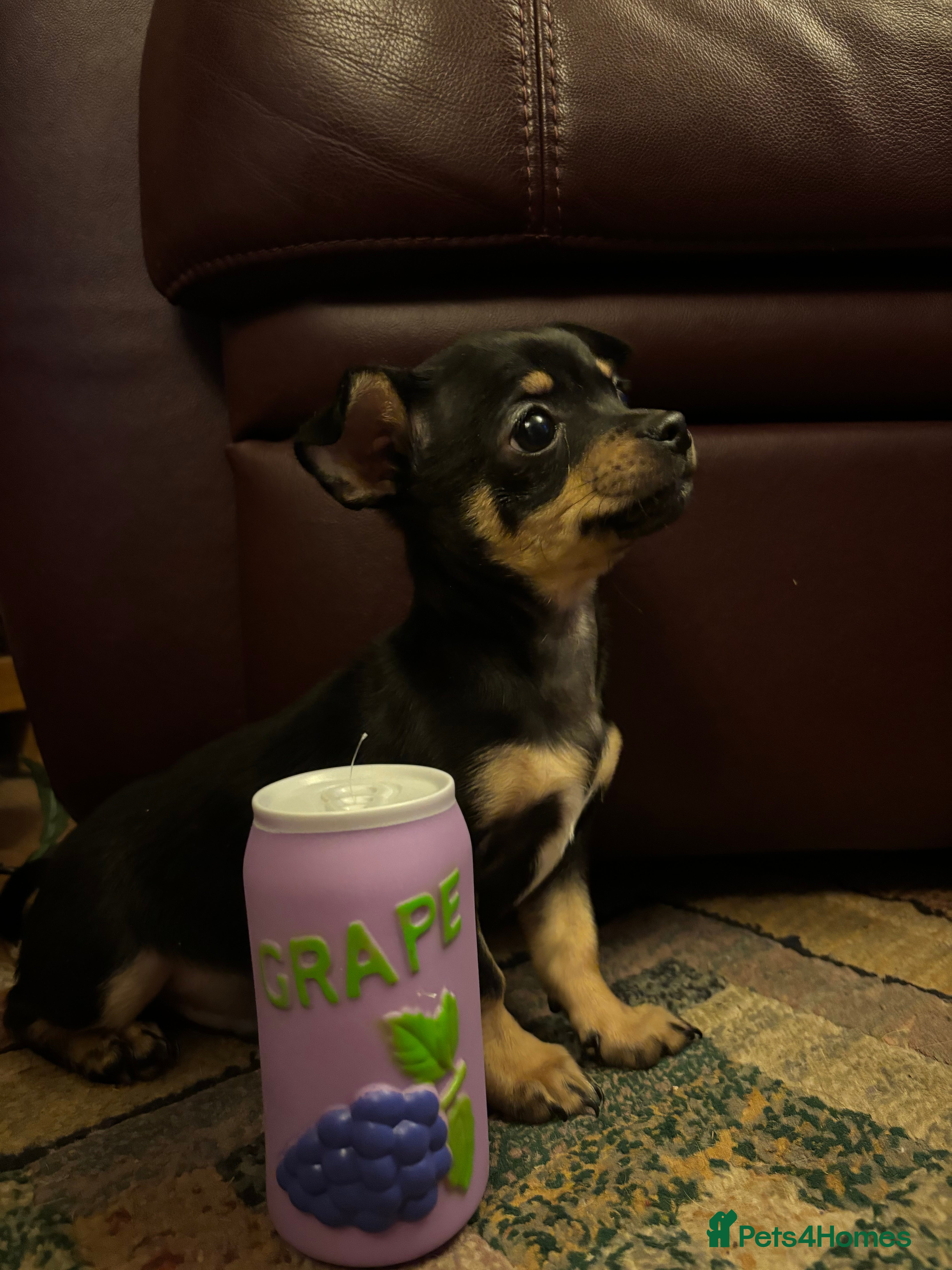 Chihuahua dogs Black Male Puppy Chihuahua.  - Advert 4