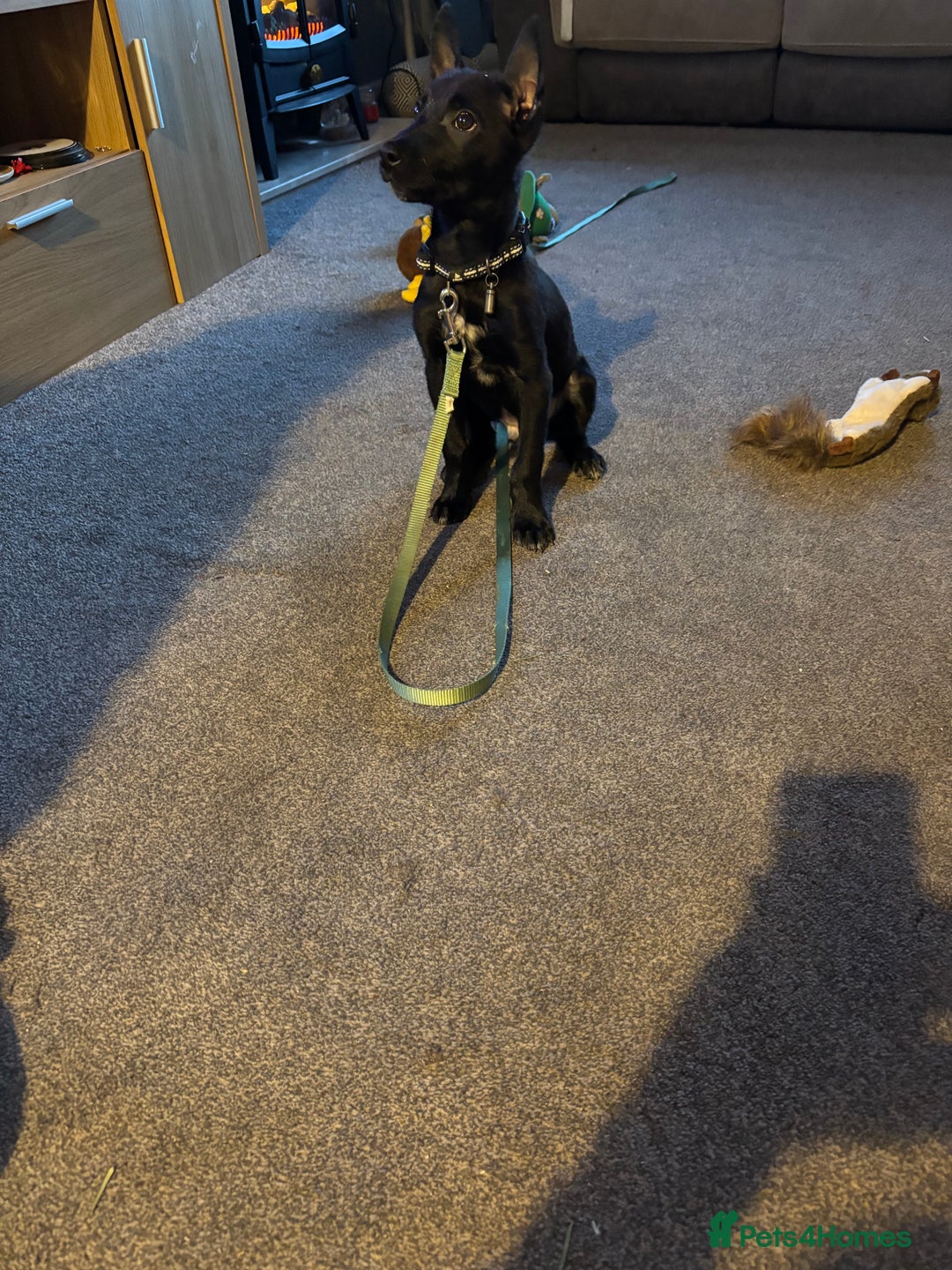 Mixed Breed dogs for sale: Belgian shepherd  - Advert 2