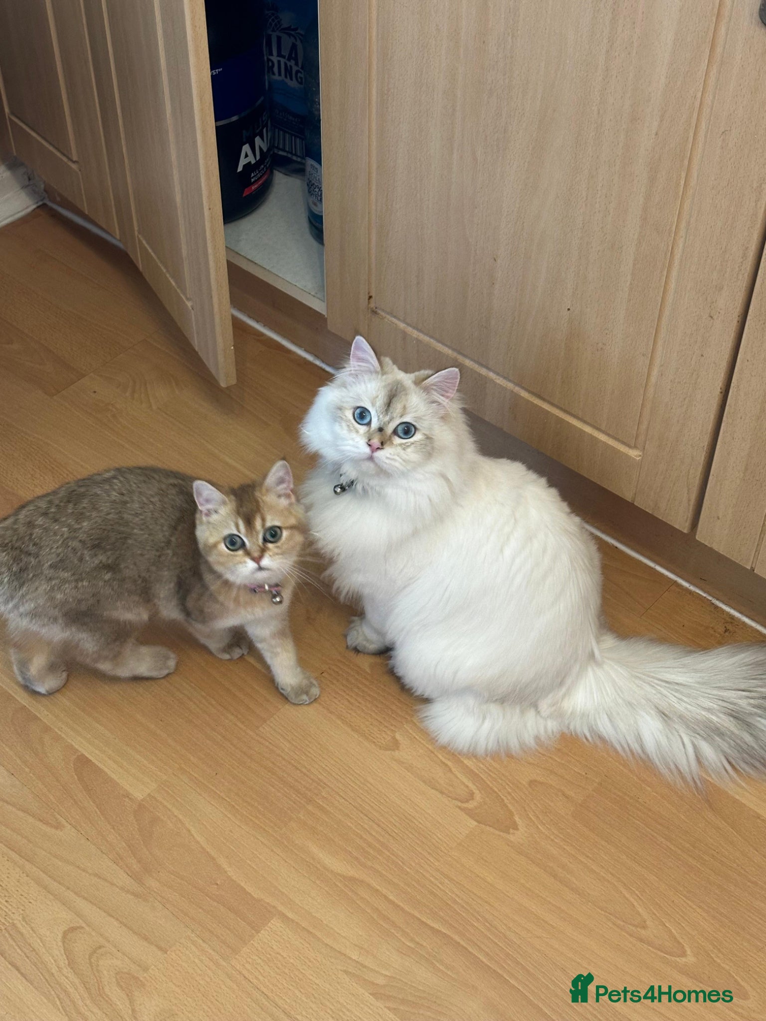 British Longhair cats British long hair White colour point  - Advert 15