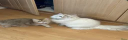British Longhair cats for sale: British long hair White colour point  - Advert 1