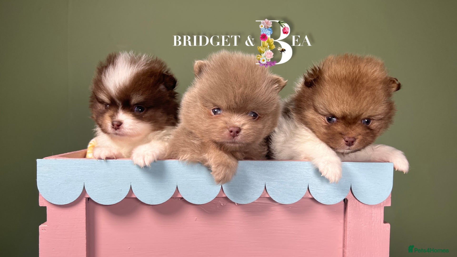 Pomeranian dogs 💛PUPPIES ARRIVED 💛 - Advert 4
