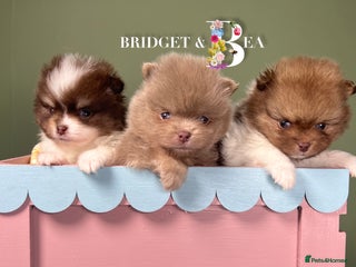 Pomeranian dogs 💛PUPPIES ARRIVED 💛 - Advert 4