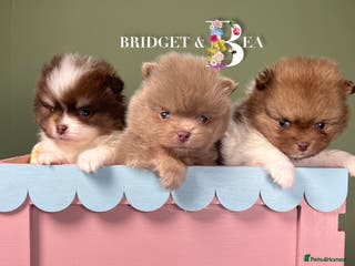 Pomeranian dogs 💛PUPPIES ARRIVED 💛 - Advert 3