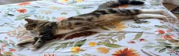 Mixed Breed cats for sale: Mix breed - Advert 3
