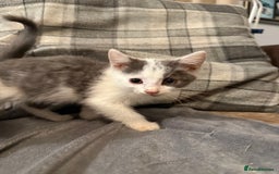 British Shorthair cats for sale: A beautiful grey and white markings girl left - Image 1