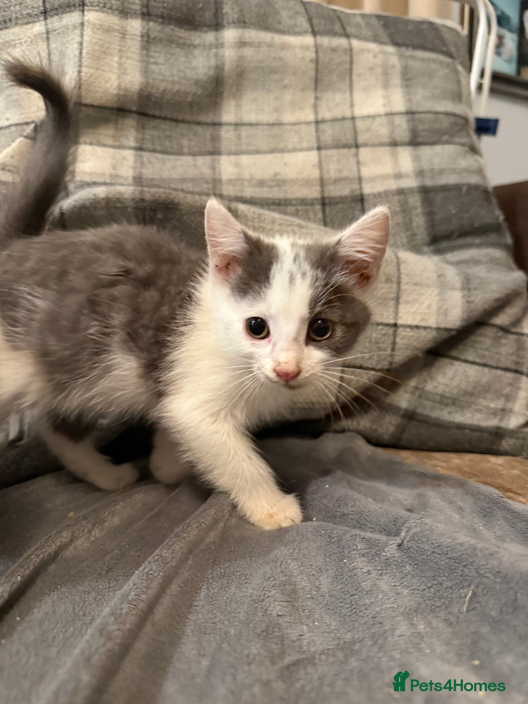 British Shorthair cats for sale: A beautiful grey and white markings girl left - Image 1