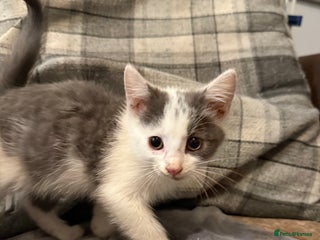 British Shorthair cats - Advert 22