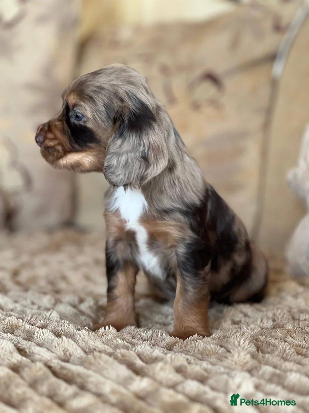 Cocker Spaniel dogs for sale: **MERLE** cocker spaniel puppies READY TO GO!!  - Advert 2