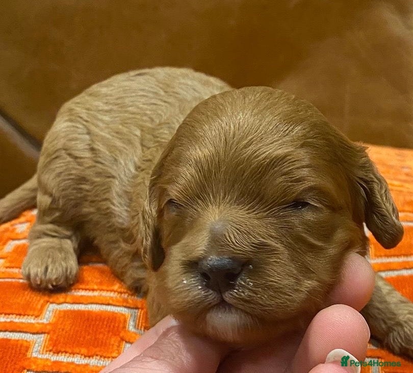 Cavapoo dogs F1 cavapoo 4 girls 1 boy health tested - Advert 1