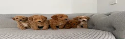 Labradoodle dogs for sale: Extensively DNA  ToY/mini labradoodle parents DNA  - Advert 7