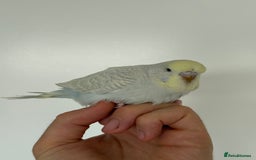Budgerigars birds for sale: Young budgies happy&healthy in London - Image 19