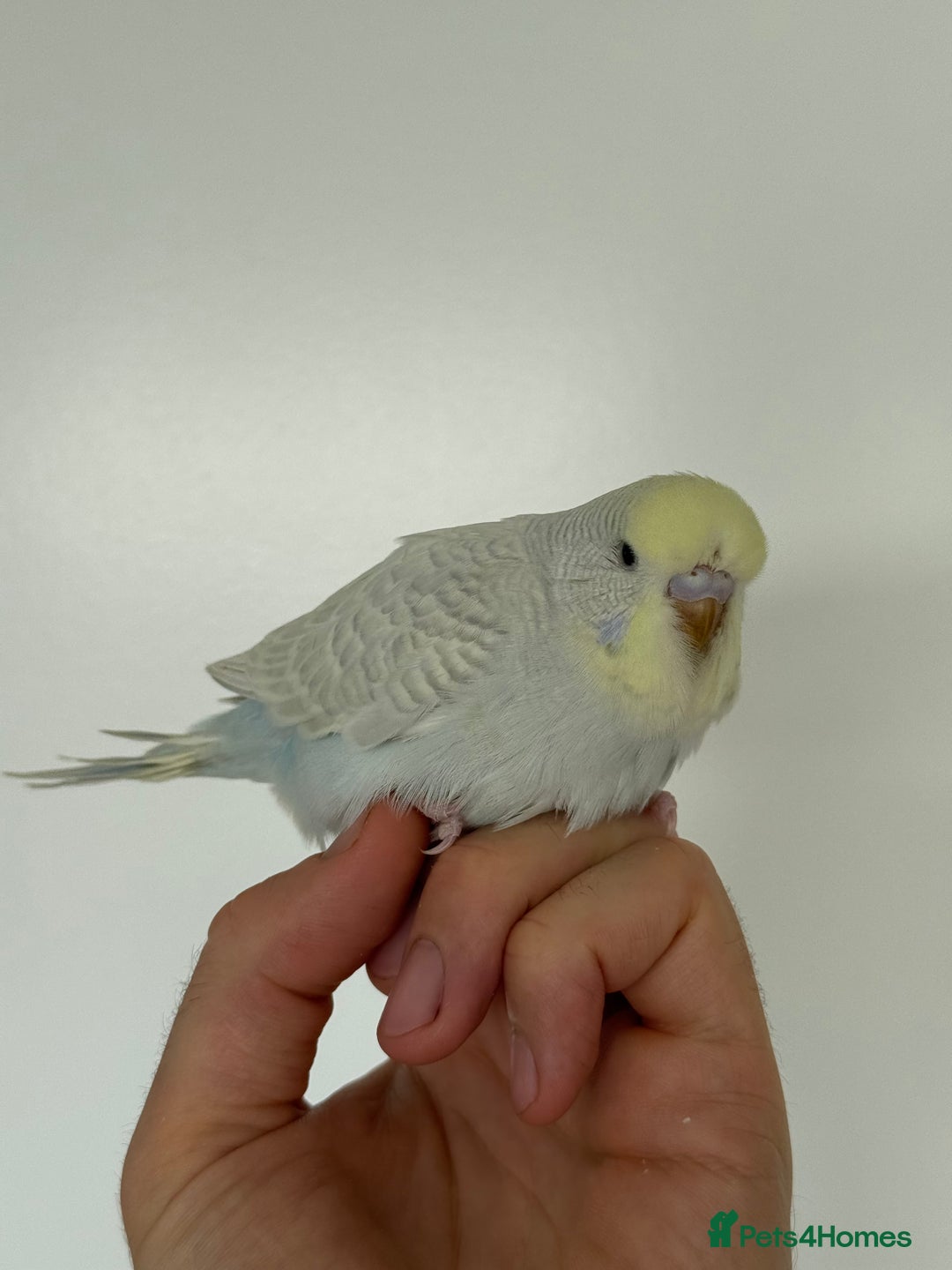 Budgerigars birds for sale: Young budgies happy&healthy in London - Image 19