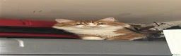 Mixed Breed cats for sale: Stunning Ginger/Cream & Calico cats - ready now!  - Advert 3