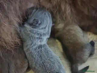 Chow Chow dogs Chow chow puppies - Advert 1