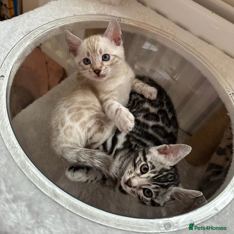 Bengal cats - Advert 13