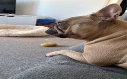 French Bulldog dogs for sale: Girl French bulldog 3 yrs  - Image 2
