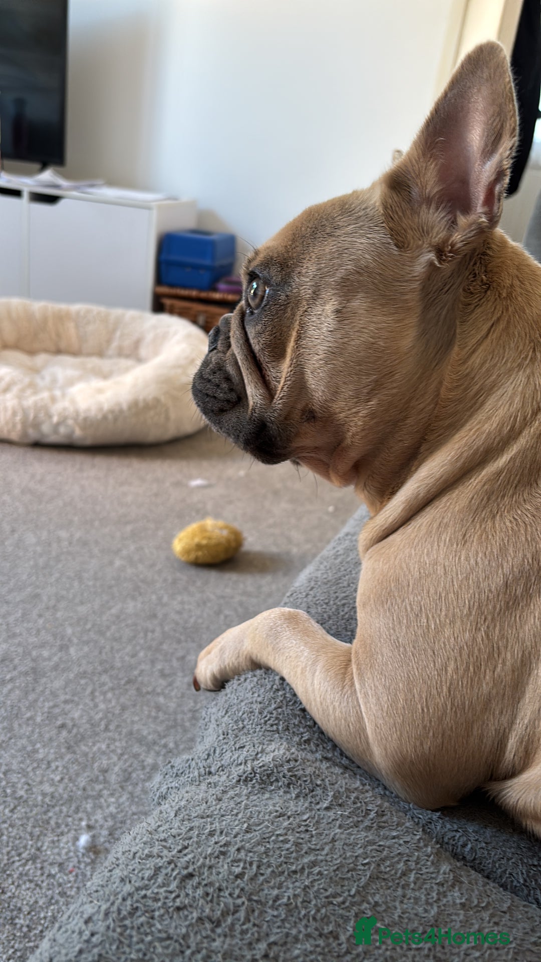 French Bulldog dogs for sale: Girl French bulldog 3 yrs  - Image 2