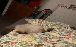 Ragdoll cats for sale: BonBon looking for his forever home  - Advert 6