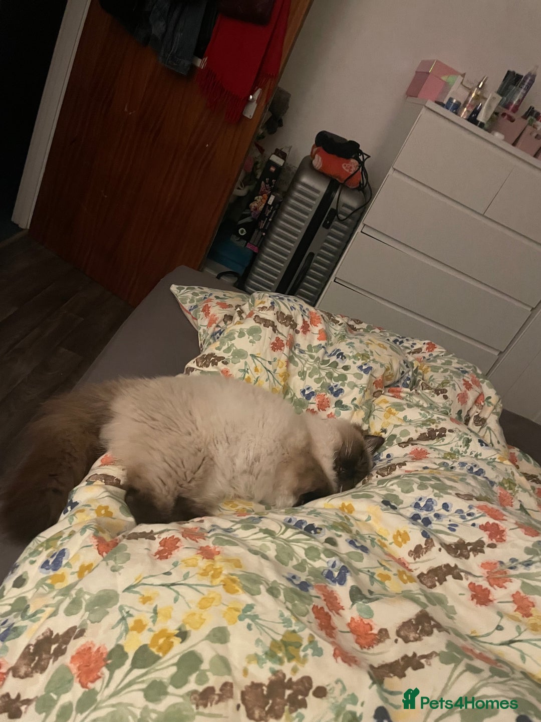 Ragdoll cats for sale: BonBon looking for his forever home  - Advert 6