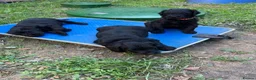 Russian Black Terrier dogs for sale: Black Russian Terrier  - Advert 10