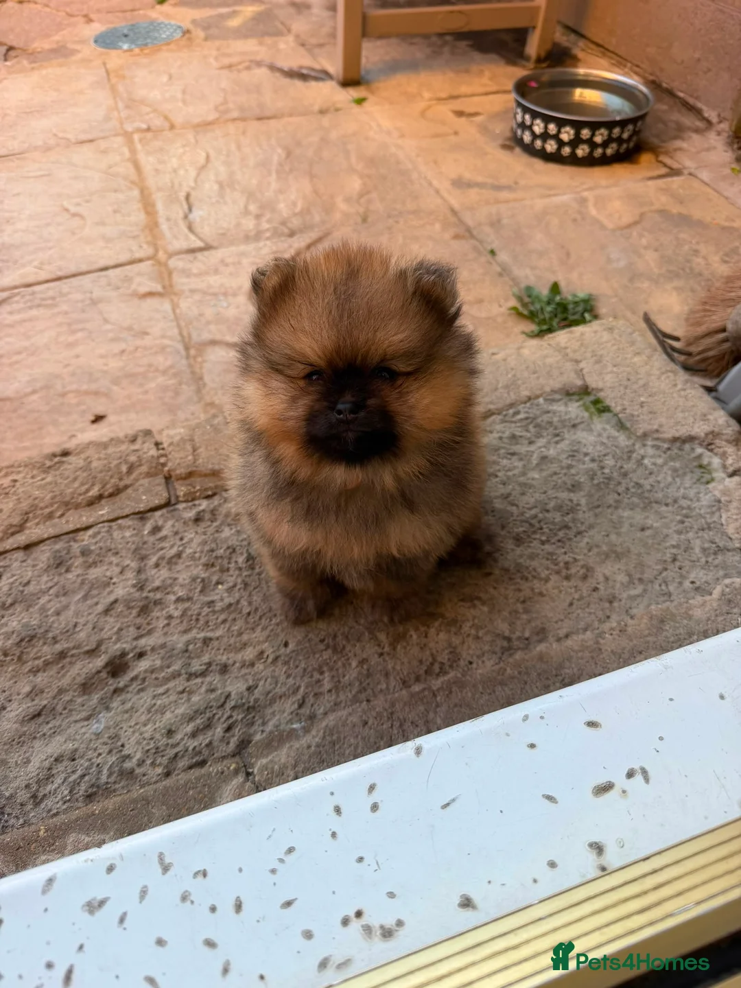 Pomeranian dogs for sale: pure pom puppies looking for their forever home - Advert 2