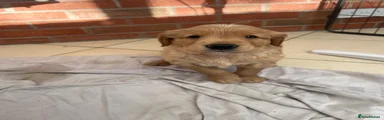 Golden Retriever Puppy 6