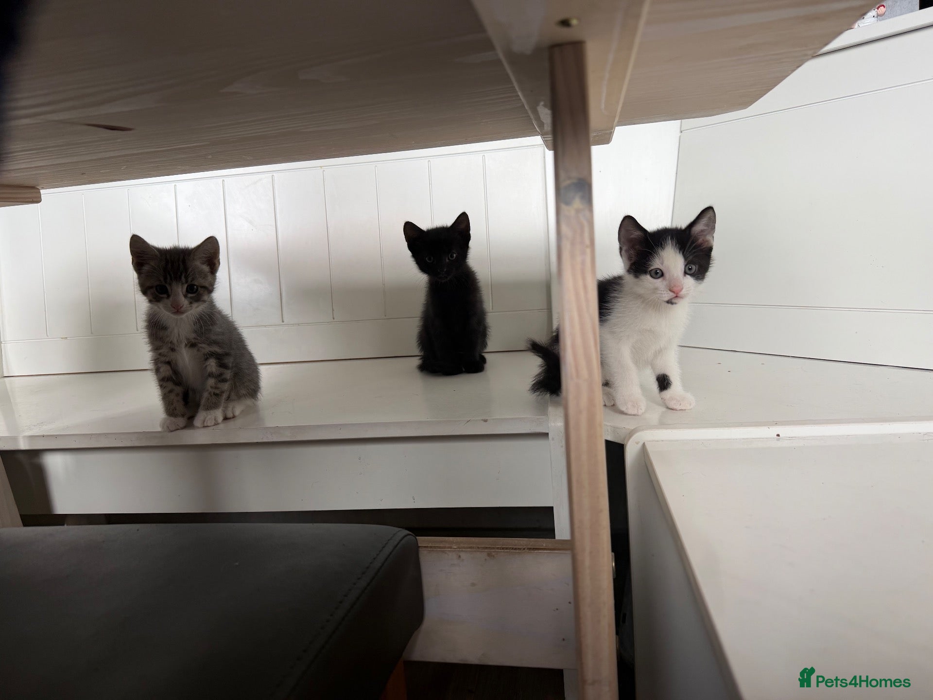 Mixed Breed cats Three brothers  - Advert 1