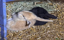 Continental Giant rabbits for sale: Pure Bred Continental Giant Rabbits  - Image 21