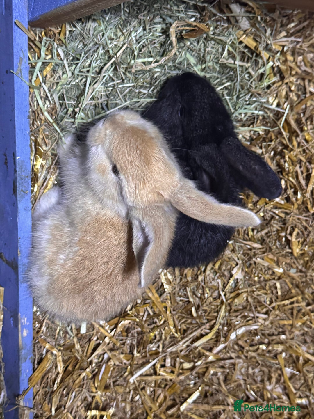 Continental Giant rabbits for sale: Pure Bred Continental Giant Rabbits  - Image 21