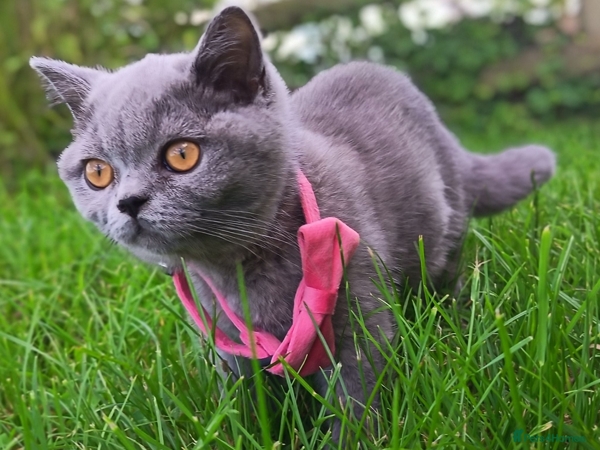 British Shorthair cats Ready to go. Gccf registered blue BSH kittens - Advert 1