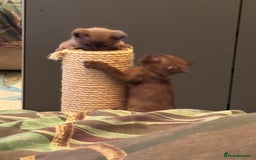 Burmese cats for sale: Burmese Kittens For Sale - Advert 14