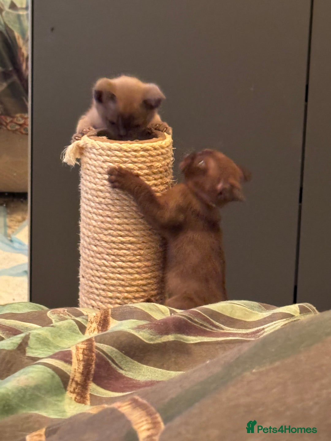 Burmese cats for sale: Burmese Kittens For Sale - Advert 14