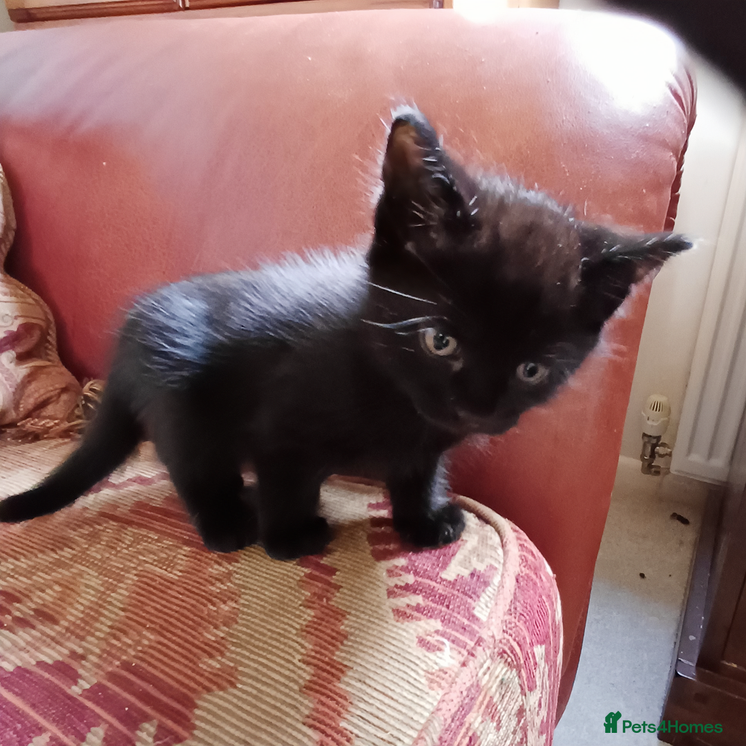 European cats for sale: 4 Adorable Kittens😻 Ready for Loving homes - Image 3