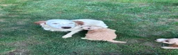Cockapoo dogs for sale: Stunning Cockerpoo puppies - Advert 1