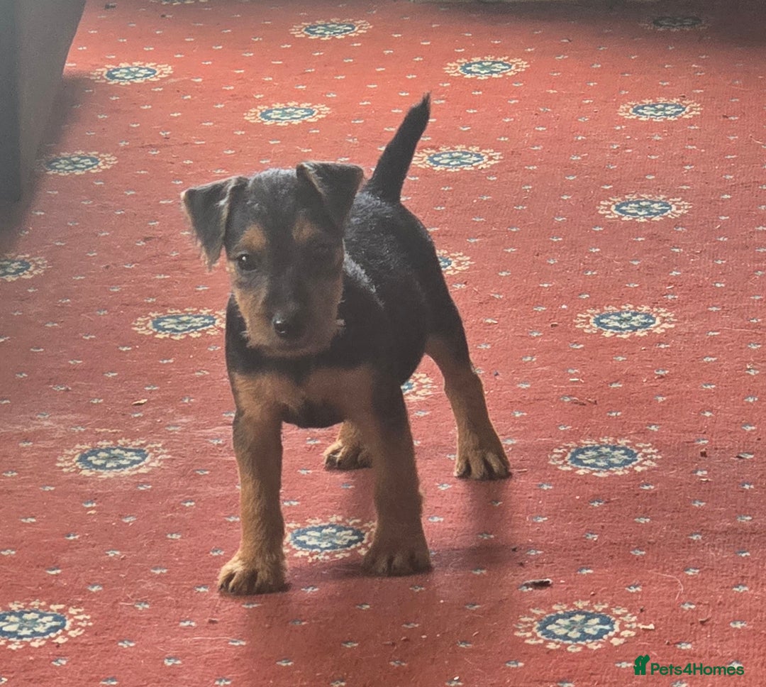 Lakeland Terrier dogs for sale: Lakeland terrier pups  - Image 4