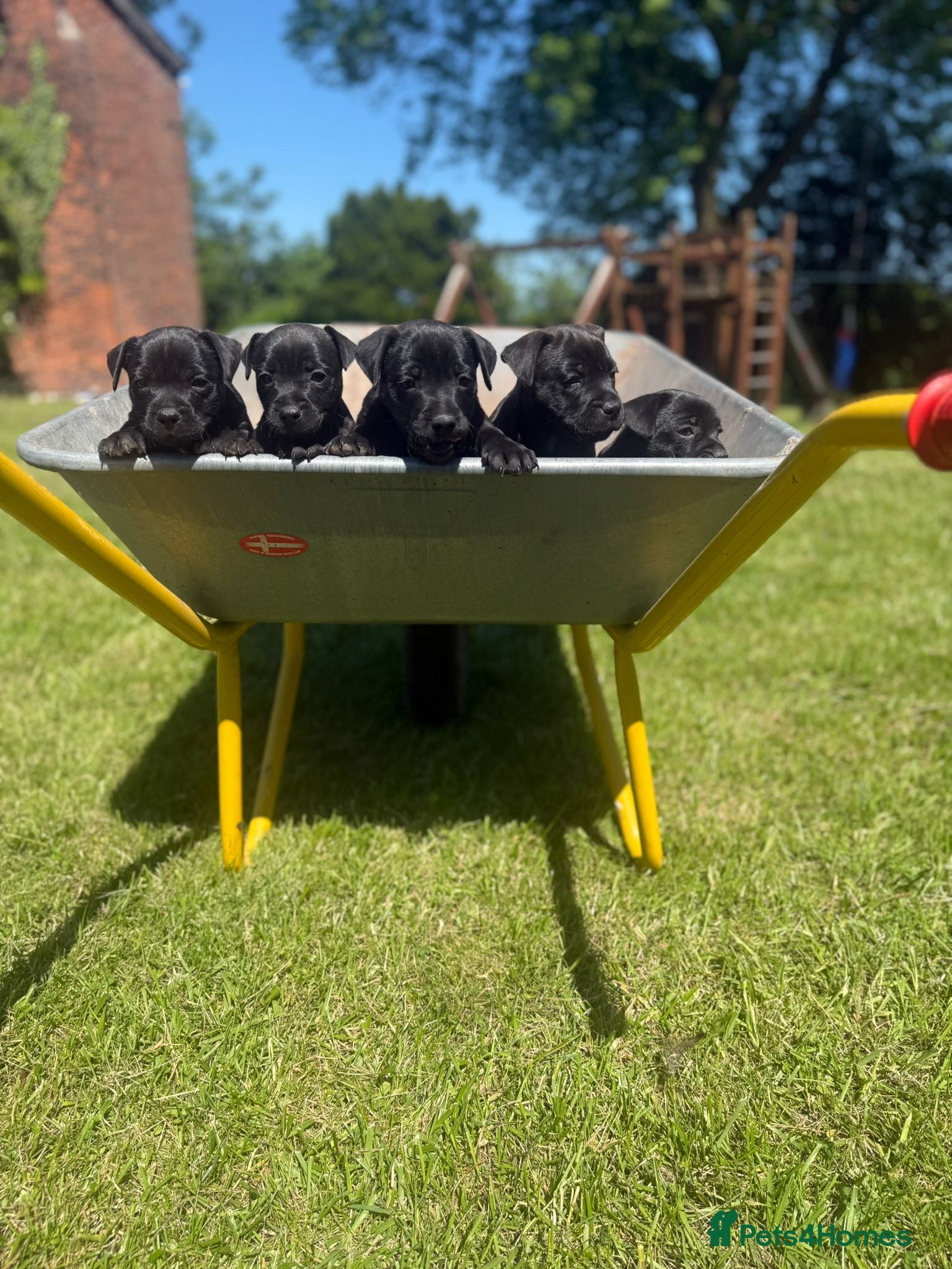 Patterdale Terrier dogs Stunning patterdale terriers  - Advert 1