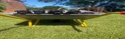 Patterdale Terrier dogs for sale: Ready now Stunning nutal patterdale terriers  - Advert 19