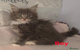 Ragcoon cats for sale: Troublesome two - Image 1