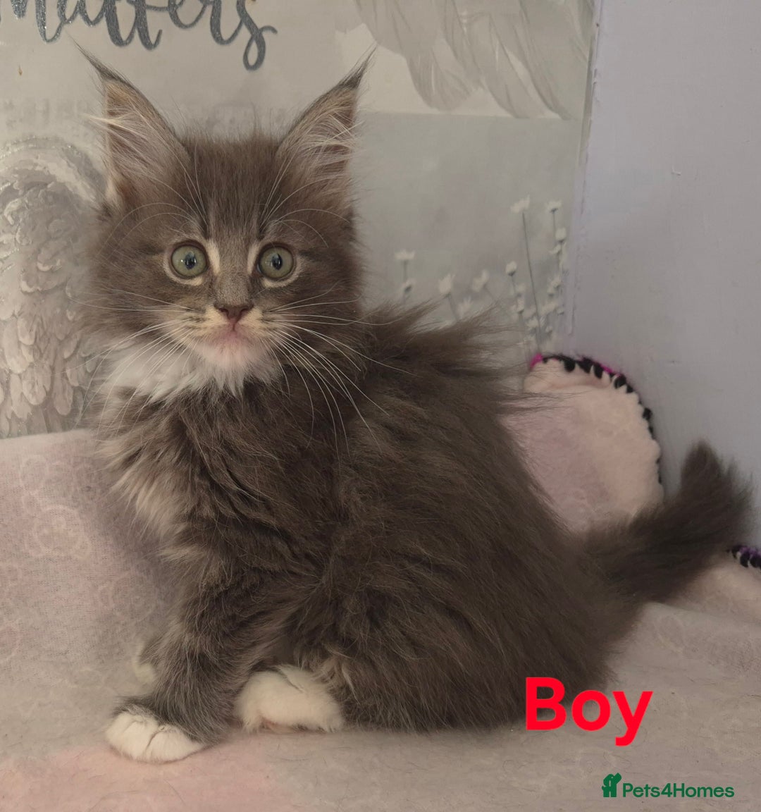 Ragcoon cats for sale: Troublesome two - Image 1