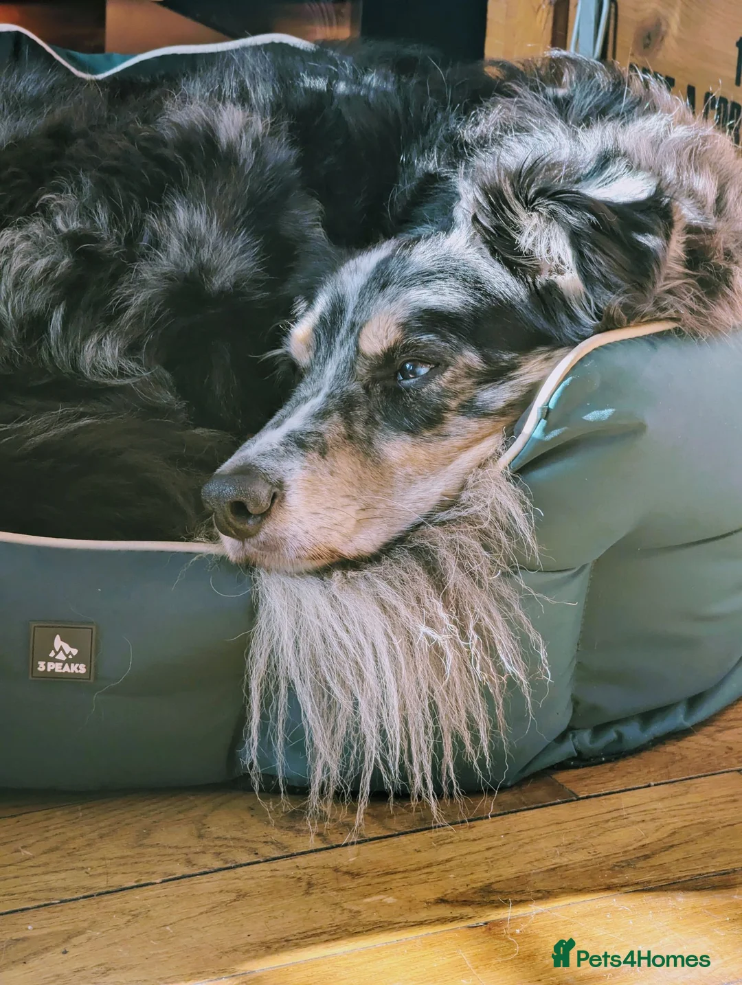 Border Collie dogs for sale: Kasper - Border Collie - Merle  - Advert 7
