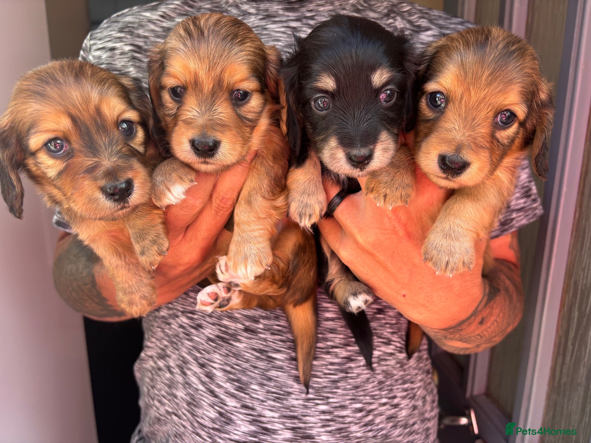 Miniature Dachshund dogs Long haired minature daschund  - Advert 14