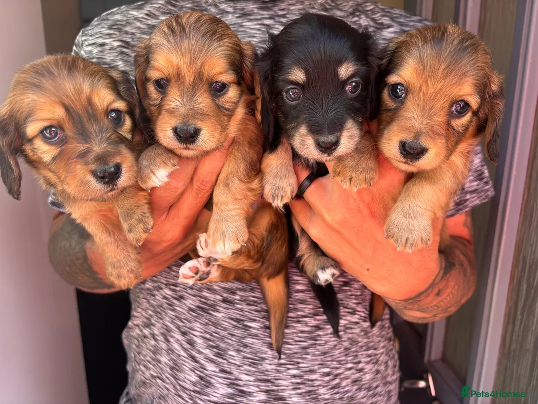 Miniature Dachshund dogs for sale: Long haired minature daschund  in Hereford - Advert 1